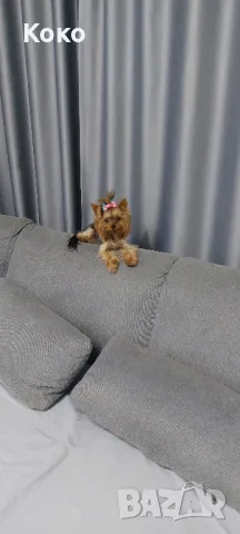 йорки/йоркита /Оферта , снимка 11 - Йоркширски териер - 48297389