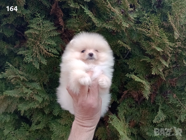 Мъжки и женски Померани.  Реални снимки от 22.03.26 г. , снимка 16 - Померан - 53923472