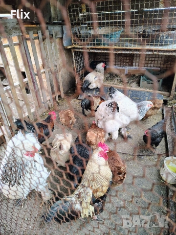 разплодни яйца , снимка 10 - Кокошки и пуйки - 54055847