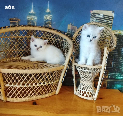 британчета сребърна чинчила , снимка 3 - Британска късокосместа - 56074908