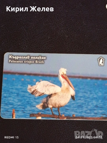 Три фонокарти МОБИКА тема ЖИВОТНИ ТАРАЛЕЖ,КЪДРОГЛАВ ПЕЛИКАН 17067, снимка 9 - Колекции - 51649185
