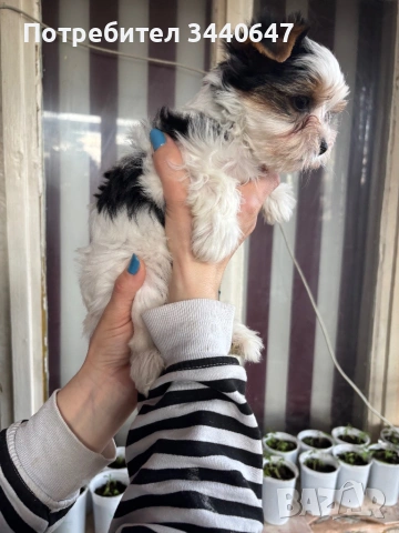 Женско и мъжко Бивър йорки, снимка 3 - Йоркширски териер - 53825786
