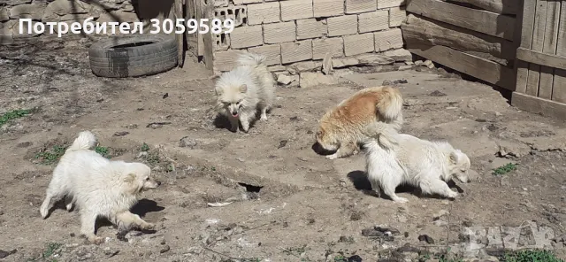 Мини шпиц 5 кучета, снимка 1