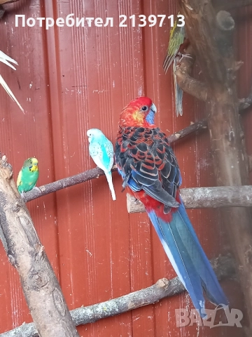 Продавам папагал пенантова розела, снимка 3 - Папагали - 51671575