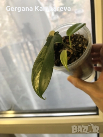 Philodendron Florida Beauty , снимка 2 - Стайни растения - 56451566
