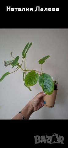 Синингия, Sinningia HCY'S FREEZING RAIN, снимка 5 - Стайни растения - 54288041