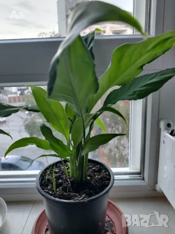 Цветя Спатифилум - в начало на цъфтеж, 6 броя налични, снимка 8 - Стайни растения - 47681002