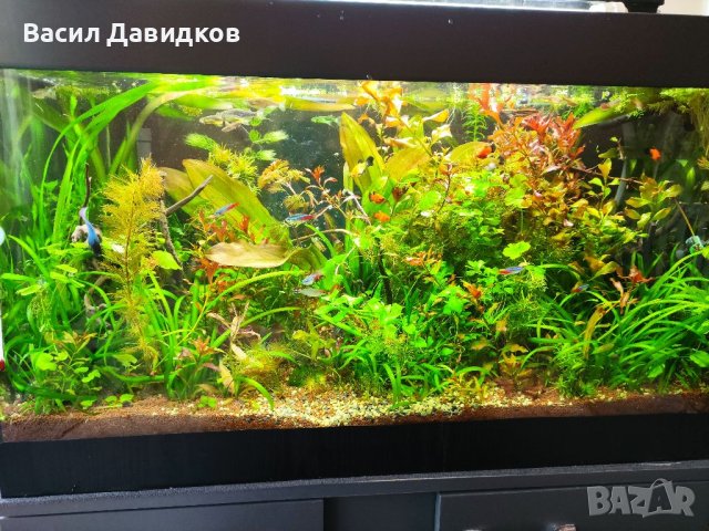 Растения за аквариум и езеро , имам излишни стартирани аквариуми., снимка 3 - Други - 40840532
