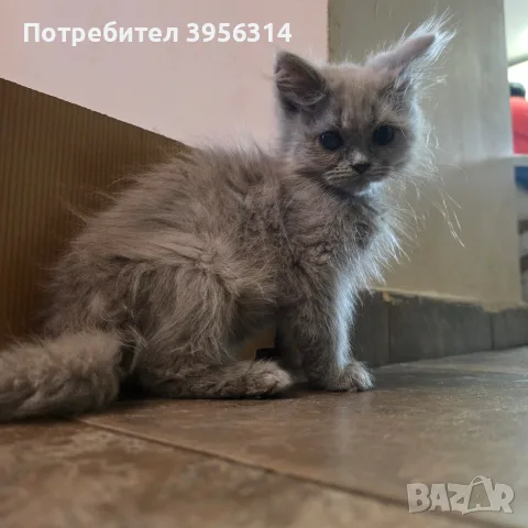 British Shorthair 61 дена, снимка 4 - Британска късокосместа - 55661938