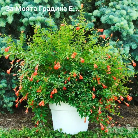 Мини Нар , снимка 3 - Градински цветя и растения - 49766681