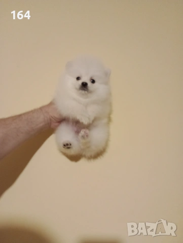 Бели мъжки Померани. Реални снимки от 15.04.26 г. , снимка 2 - Померан - 54209106