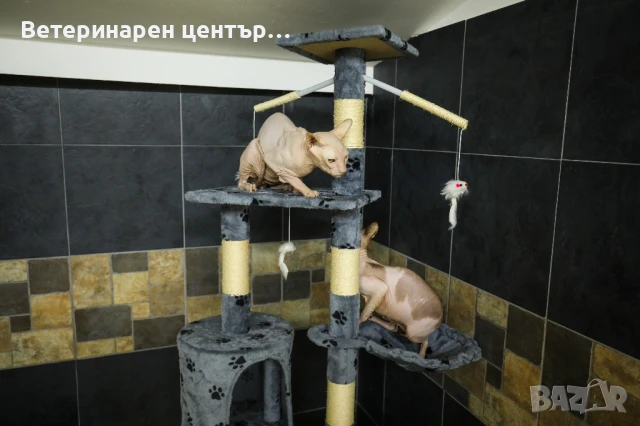 Хотел за котки Уговет , снимка 16 - Ветеринари и услуги - 49763338