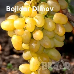 Десертно Грозде (Ран Булгар)