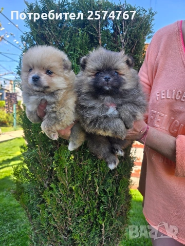 Померани , снимка 5 - Померан - 54097931