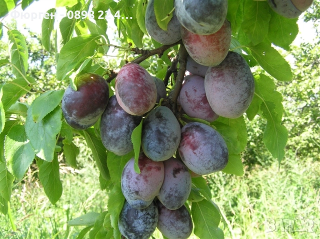 Пламкот (Сливо-кайсиев хибрид), снимка 8 - Разсади - 52172991