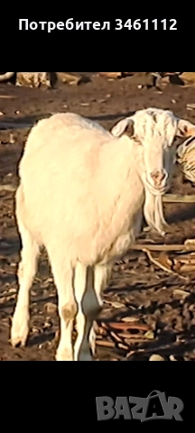 продавам 2 кози и един пръч редовни, снимка 2 - Кози - 52719193