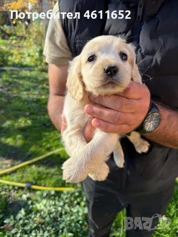 кокерчета, снимка 10 - Шпаньоли - 52281572