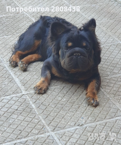 Френски булдог (Big rope fluffy) За разплод , снимка 2 - Френски булдог - 52292784