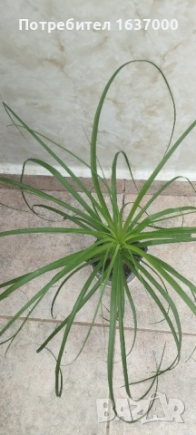 Нолина, снимка 2 - Стайни растения - 51778484