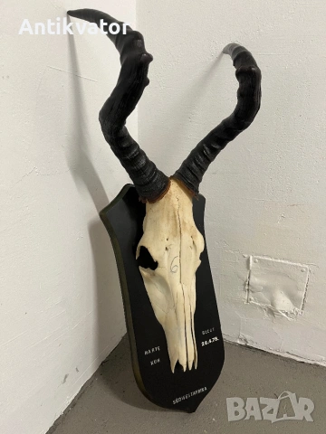 Трофей от антилопа-хартебест , снимка 3 - Декорация за дома - 54346338