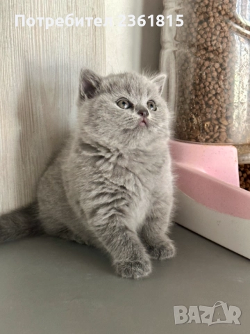 Чистокръвни сини британчета