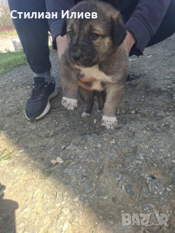 Подарявам 3 кученца