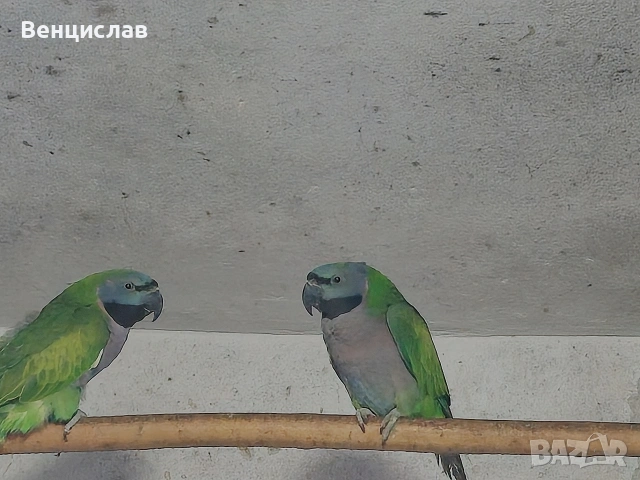 продавам папагали , снимка 4 - Папагали - 54076246