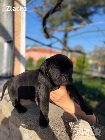 Кане корсо, снимка 5 - Кане корсо - 54104454