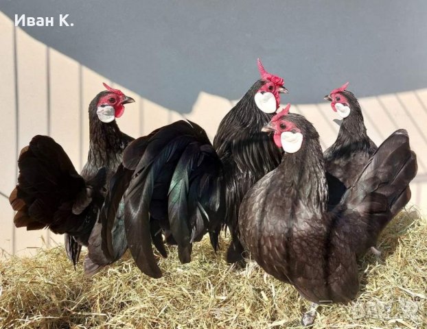 Продавам черен Розкомб., снимка 4 - Кокошки и пуйки - 40147963