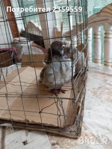  Китайски чайки , снимка 8 - Гълъби - 54053124