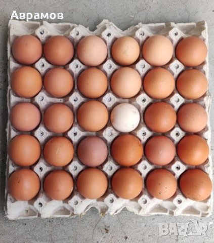 домашни кокоши яйца, снимка 1 - други­ - 42474882