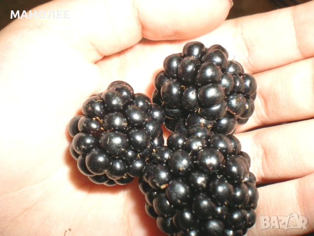 Къпини без бодли, снимка 2 - Градински цветя и растения - 52697476