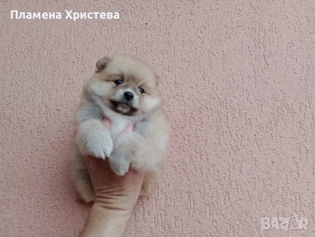 Мъжки Померан. Реални снимки от 29.03.26 г.