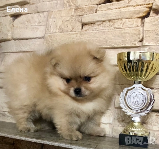 Померанче, снимка 5 - Померан - 52392869