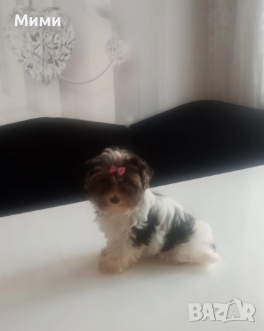 Бивър йоркширски териер 