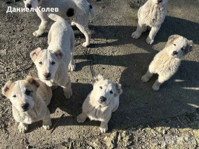 Продавам женски и мъжки алабаи, снимка 6 - Алабай - 52813719