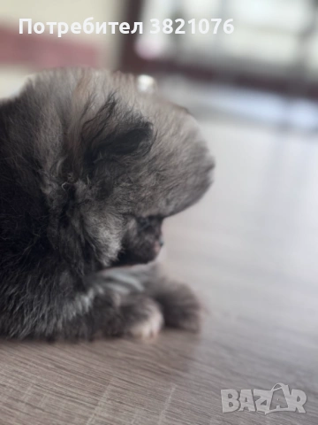 Померан - момиче  и момче, снимка 7 - Померан - 54179122