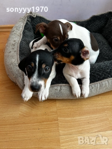 250лв-ЧИСТОКРЪВНИ КУЧЕНЦА-ДЖАК РЪСЕЛ 2010251322