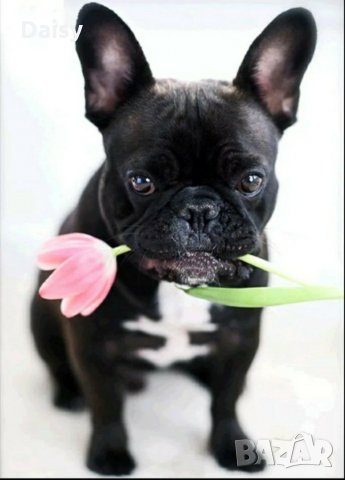 Диамантен гоблен "куче с цвете", снимка 1 - Гоблени - 24463280