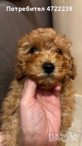 Среден женски пудел априкот, снимка 2 - Пудели - 53263028