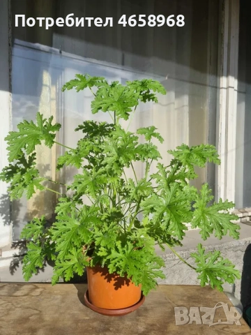 Продавам индрише