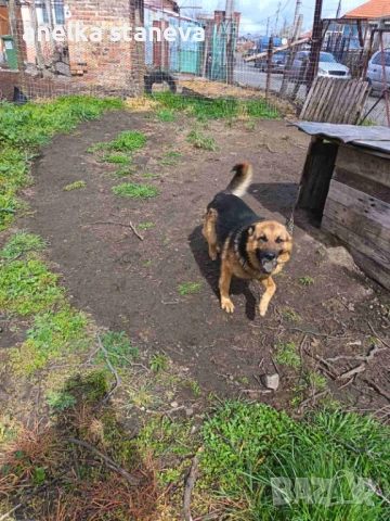 Немски овчарки , снимка 9 - Немска овчарка - 54027748