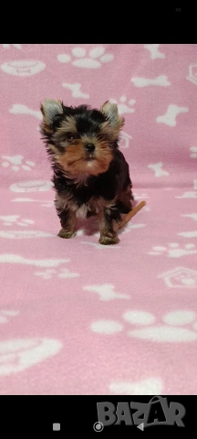 Мини Йоркширски териер момче , снимка 2 - Йоркширски териер - 54272895