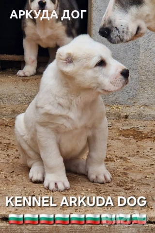 Средноозиатска овчарка, снимка 2 - Други - 54349593