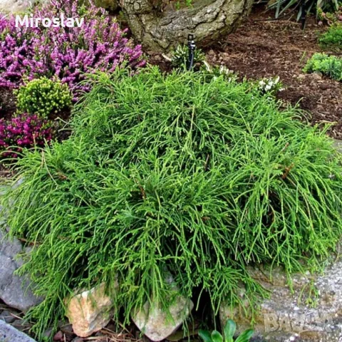 Лъжекипарис “Filifera Nana”, снимка 4 - Градински цветя и растения - 50106863
