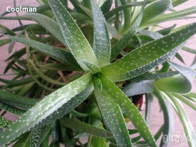 Сукуленти Алое Аристата, снимка 4 - Стайни растения - 54077156