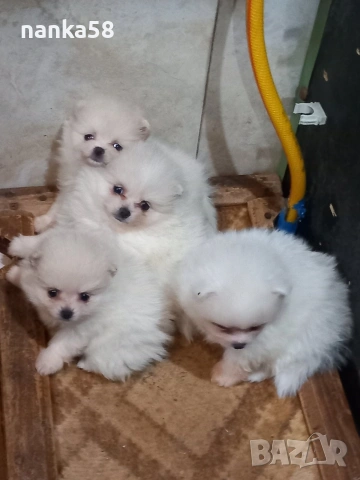 Продавам померани, снимка 3 - Померан - 54323488