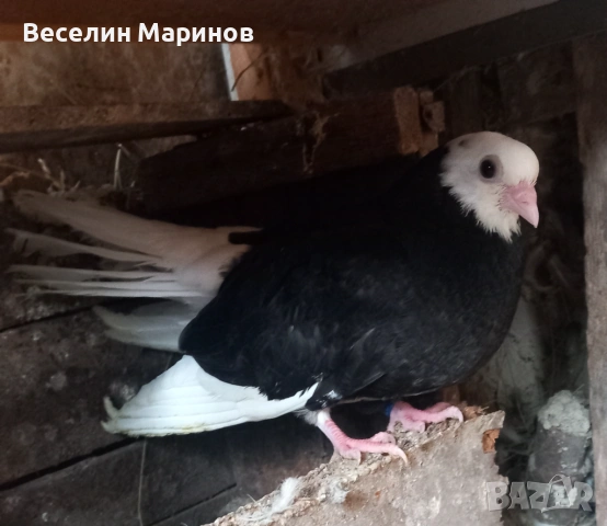 продавам  белослатински гьлаби, снимка 8 - Гълъби - 53881195