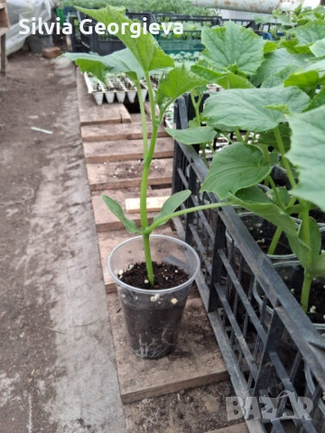 Разсад домати,краставици,пипер, снимка 11 - Разсади - 53459228