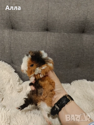 В наличност има морски свинчета и зайчета, снимка 3 - Декоративни зайчета - 52735330